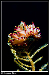 Flabellina (nudibranch) disguising as a flower... by Dray Van Beeck 